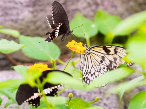 蝴蝶屋價格|Papilonia Butterfly House – 门票、价格、折扣、期待什么